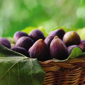 Organic Violette De Bordeaux Fig Tree - Live Starter Plant 6-12 inches Tall - Image 2