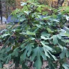 Organic Violette De Bordeaux Fig Tree - Live Starter Plant 6-12 inches Tall - Image 1