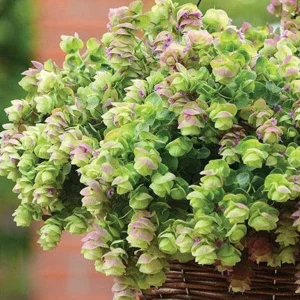 Origanum Kent Beauty Live Plant - Ornamental Oregano Starter Plant 2.5