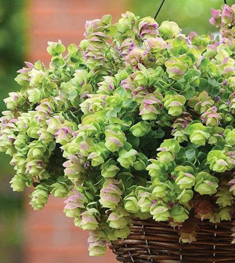Origanum Kent Beauty Live Plant - Ornamental Oregano Starter Plant 2.5" Pot - Image 2