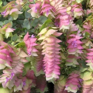 Origanum Kent Beauty Live Plant - Ornamental Oregano Starter Plant 2.5
