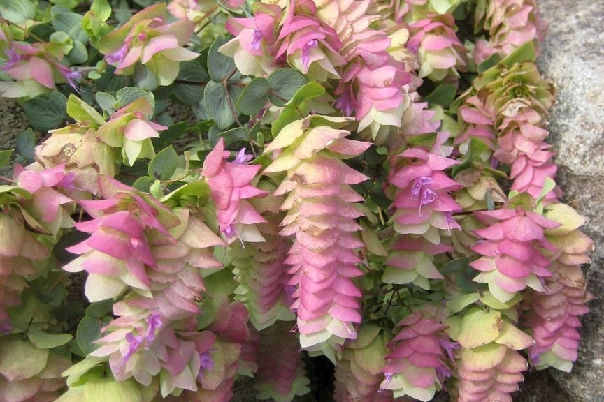 Origanum Kent Beauty Live Plant - Ornamental Oregano Starter Plant 2.5" Pot - Image 3
