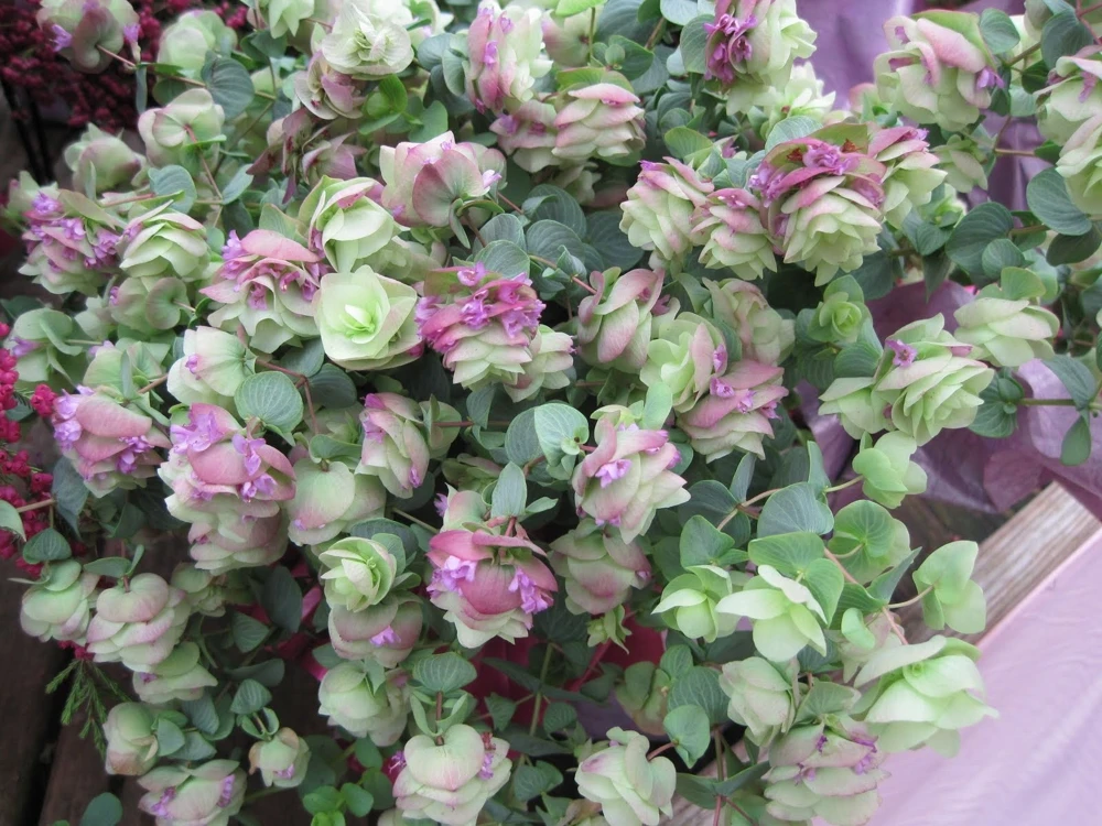 Origanum Kent Beauty Live Plant - Ornamental Oregano Starter Plant 2.5" Pot - Image 4
