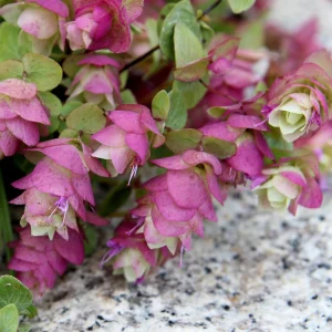 Origanum Kent Beauty Live Plant - Ornamental Oregano Starter Plant 2.5