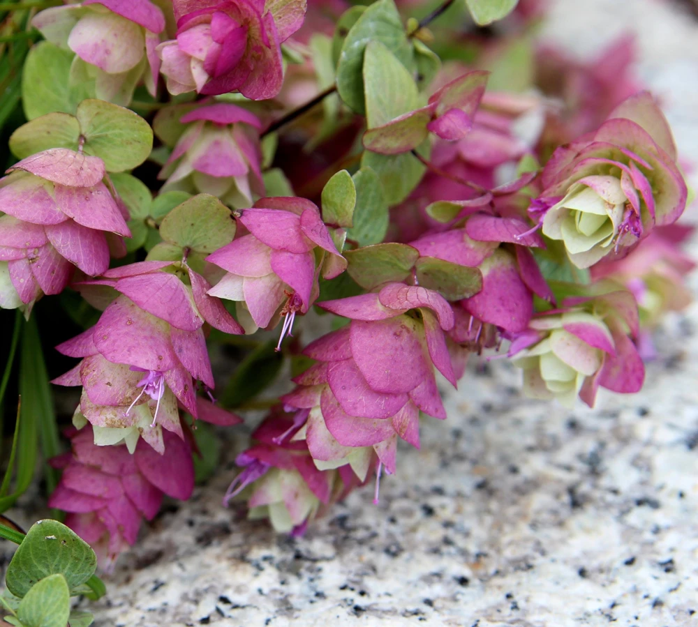Origanum Kent Beauty Live Plant - Ornamental Oregano Starter Plant 2.5" Pot - Image 5