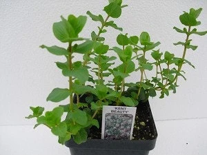 Origanum Kent Beauty Live Plant - Ornamental Oregano Starter Plant 2.5" Pot - Image 6