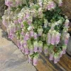 Origanum Kent Beauty Live Plant - Ornamental Oregano Starter Plant 2.5" Pot - Image 1