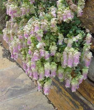 Origanum Kent Beauty Live Plant - Ornamental Oregano Starter Plant 2.5" Pot - Image 1