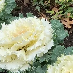 Ornamental Cabbage Live Plant – 2 Plants in 4-inch Pot – Outdoor - Image 1