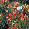 Ornamental Pepper Chili Live Plant Plug - Decorative & Edible - Image 1