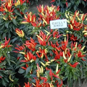 Ornamental Pepper Chili Live Plant Plug - Decorative & Edible - Image 1