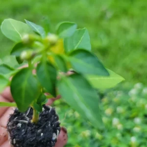 Ornamental Pepper Chili Live Plant Plug - Decorative & Edible - Image 2
