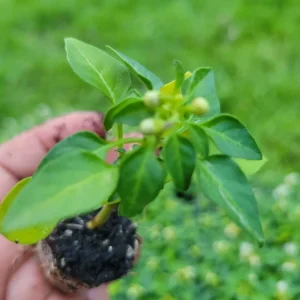 Ornamental Pepper Chili Live Plant Plug - Decorative & Edible - Image 3