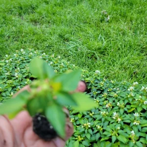 Ornamental Pepper Chili Live Plant Plug - Decorative & Edible - Image 4