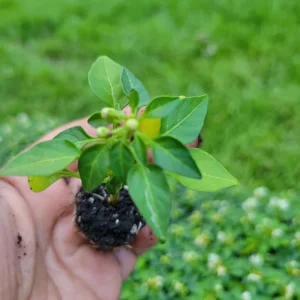 Ornamental Pepper Chili Live Plant Plug - Decorative & Edible - Image 5