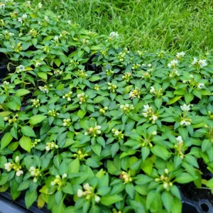 Ornamental Pepper Chili Live Plant Plug - Decorative & Edible - Image 6