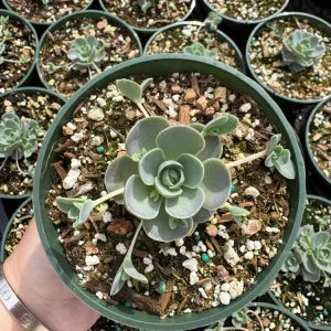 Orostachys iwarenge Chinese Dunce Cap Live Succulent Plant - 2 or 4 inch Pot - Image 10