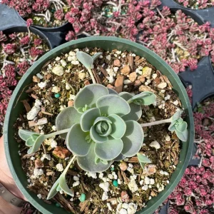 Orostachys iwarenge Chinese Dunce Cap Live Succulent Plant - 2 or 4 inch Pot - Image 11