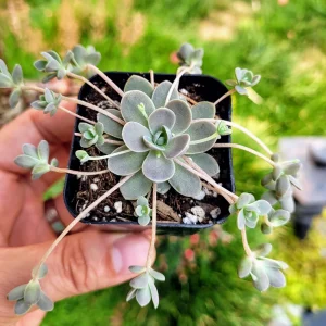 Orostachys iwarenge Chinese Dunce Cap Live Succulent Plant - 2 or 4 inch Pot - Image 7