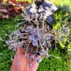 Orostachys iwarenge Chinese Dunce Cap Live Succulent Plant - 2 or 4 inch Pot - Image 1