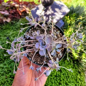 Orostachys iwarenge Chinese Dunce Cap Live Succulent Plant - 2 or 4 inch Pot - Image 1
