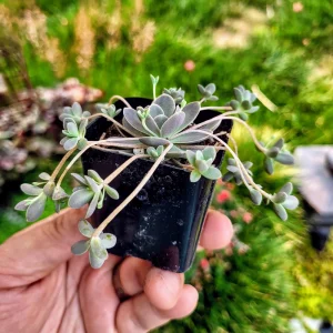 Orostachys Iwarenge Chinese Dunce Cap Succulent Live Plant - 2 or 4 Inch Pot - Image 7