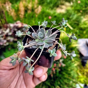 Orostachys Iwarenge Chinese Dunce Cap Succulent Live Plant - 2 or 4 Inch Pot - Image 8
