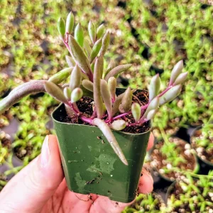 Othonna Capensis 'Ruby Necklace' Live Succulent Plant - 2 Inch Potted - Indoor/Outdoor - Image 2