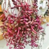Othonna Capensis 'Ruby Necklace' Live Succulent Plant - 2 Inch Potted - Indoor/Outdoor - Image 1