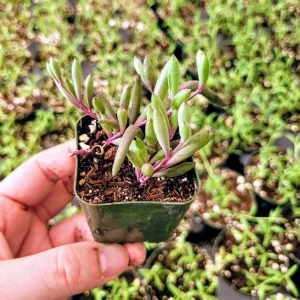 Othonna Capensis 'Ruby Necklace' Live Succulent Plant – 2 Inch Pot – Indoor/Outdoor - Image 4
