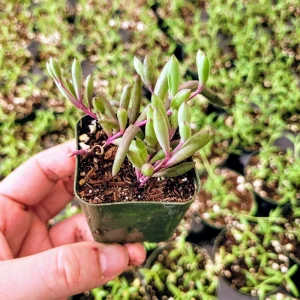 Othonna Capensis 'Ruby Necklace' Live Succulent Plant - 2 Inch Potted - Indoor/Outdoor - Image 4