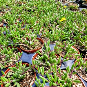 Othonna Capensis 'Ruby Necklace' Live Succulent Plant - 2 Inch Potted - Indoor/Outdoor - Image 5