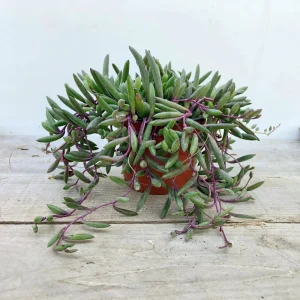 Othonna Capensis 'Ruby Necklace' Live Succulent Plant – 2 Inch Pot – Indoor/Outdoor - Image 1