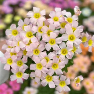 Oxalis Obtusa Baby Face Bulbs – Pink, Peach, Yellow Flowers – Late Flowering Oxalis - Image 2