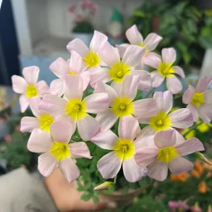 Oxalis Obtusa Baby Face Bulbs – Pink, Peach, Yellow Flowers – Late Flowering Oxalis - Image 3