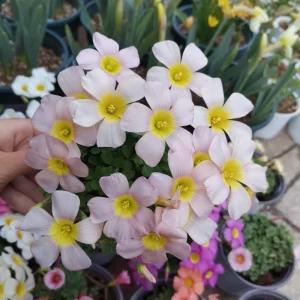 Oxalis Obtusa Baby Face Bulbs – Pink, Peach, Yellow Flowers – Late Flowering Oxalis - Image 5