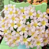 Oxalis Obtusa Baby Face Bulbs – Pink, Peach, Yellow Flowers – Late Flowering Oxalis - Image 1