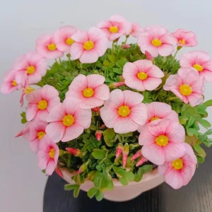 Oxalis Obtusa Blush Eyelash Bulbs – Flower Bulbs – Fall Planting – Multi-colored Blooms - Image 2
