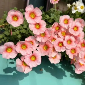 Oxalis Obtusa Blush Eyelash Bulbs – Flower Bulbs – Fall Planting – Multi-colored Blooms - Image 3