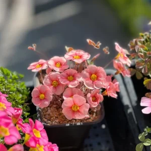 Oxalis Obtusa Blush Eyelash Bulbs – Flower Bulbs – Fall Planting – Multi-colored Blooms - Image 4