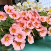 Oxalis Obtusa Blush Eyelash Bulbs – Flower Bulbs – Fall Planting – Multi-colored Blooms - Image 1