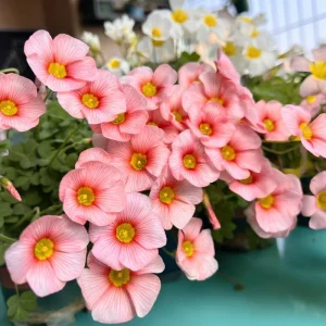Oxalis Obtusa Blush Eyelash Bulbs – Flower Bulbs – Fall Planting – Multi-colored Blooms - Image 1