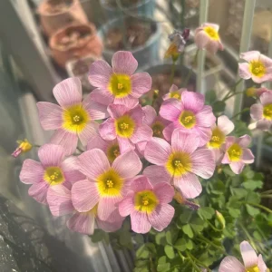 Oxalis Obtusa Broke Bulbs - Multicolored Flowering Plant Bulbs - Image 2