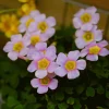 Oxalis Obtusa Broke Bulbs - Multicolored Flowering Plant Bulbs - Image 1