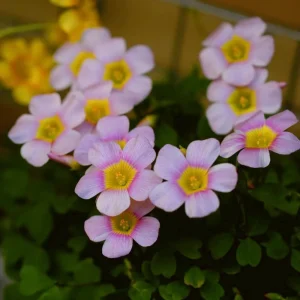 Oxalis Obtusa Broke Bulbs - Multicolored Flowering Plant Bulbs - Image 1
