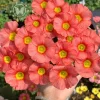 Oxalis Obtusa Bulbs – Multicolored Flowers – Easy to Grow Perennial - Image 1