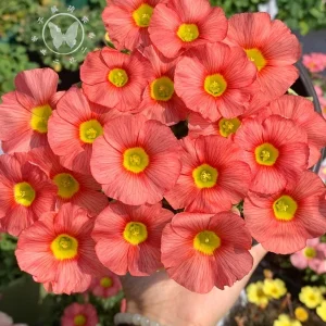 Oxalis Obtusa Bulbs – Multicolored Flowers – Easy to Grow Perennial - Image 1