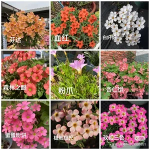 Oxalis Obtusa Bulbs – Multicolored Flowers – Easy to Grow Perennial - Image 10