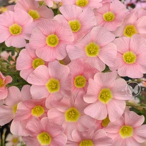 Oxalis Obtusa Bulbs – Multicolored Flowers – Easy to Grow Perennial - Image 2