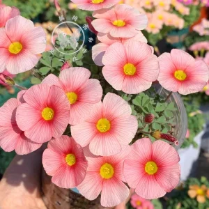 Oxalis Obtusa Bulbs – Multicolored Flowers – Easy to Grow Perennial - Image 3